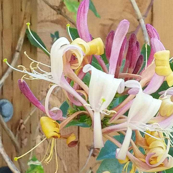 Honeysuckle Blooms