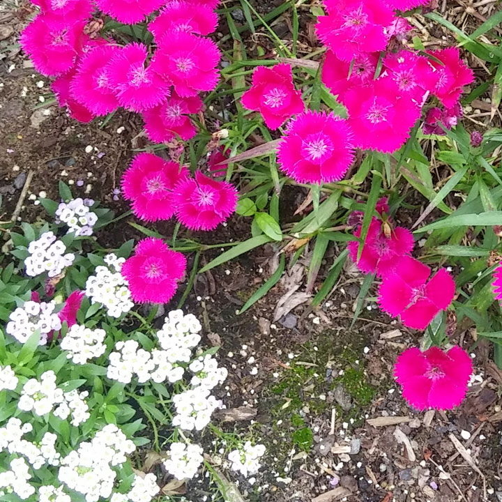Dianthus with a sprinkle of Alyssum