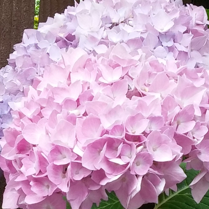 A Hydrangea who isn't quite sure if they are red or blue yet, an independent!