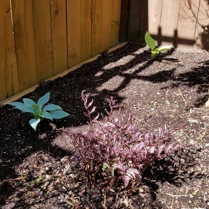 The Shady corner received a few new Hostas this year